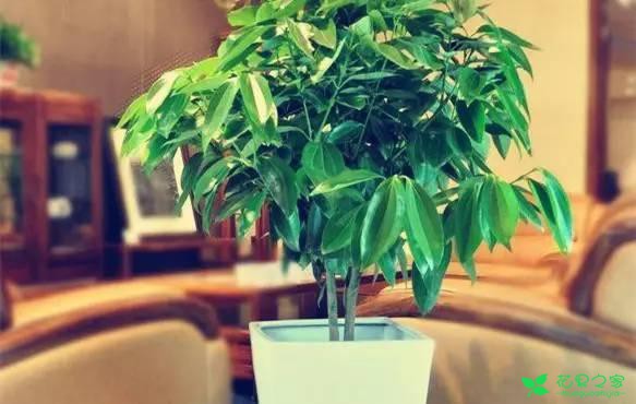 最适合在客厅摆放的10种大型植物，不仅美观而且好养 …一、也门铁二、平安树三、鸭脚木四、散尾葵五、龙血树六、螺纹铁七、龟背竹八、发财树九、虎皮兰十、琴叶榕