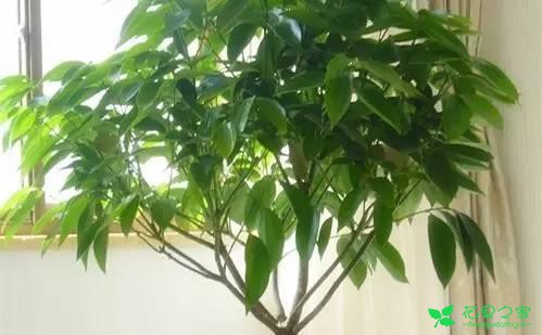 最适合在客厅摆放的10种大型植物，不仅美观而且好养 …一、也门铁二、平安树三、鸭脚木四、散尾葵五、龙血树六、螺纹铁七、龟背竹八、发财树九、虎皮兰十、琴叶榕