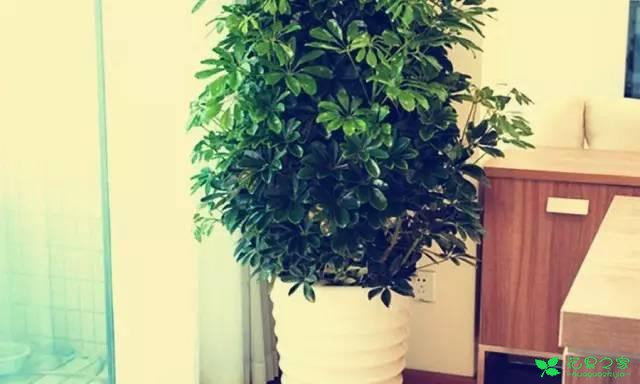 最适合在客厅摆放的10种大型植物，不仅美观而且好养 …一、也门铁二、平安树三、鸭脚木四、散尾葵五、龙血树六、螺纹铁七、龟背竹八、发财树九、虎皮兰十、琴叶榕