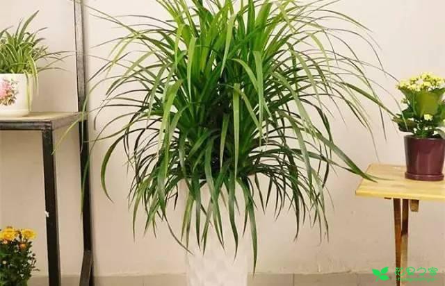 最适合在客厅摆放的10种大型植物，不仅美观而且好养 …一、也门铁二、平安树三、鸭脚木四、散尾葵五、龙血树六、螺纹铁七、龟背竹八、发财树九、虎皮兰十、琴叶榕