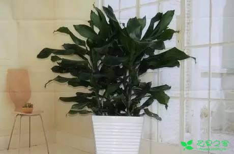 最适合在客厅摆放的10种大型植物，不仅美观而且好养 …一、也门铁二、平安树三、鸭脚木四、散尾葵五、龙血树六、螺纹铁七、龟背竹八、发财树九、虎皮兰十、琴叶榕