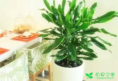 最适合在客厅摆放的10种大型植物，不仅美观而且好养 …一、也门铁二、平安树三、鸭脚木四、散尾葵五、龙血树六、螺纹铁七、龟背竹八、发财树九、虎皮兰十、琴叶榕
