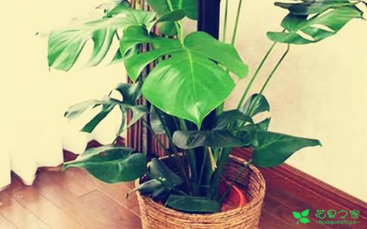 最适合在客厅摆放的10种大型植物，不仅美观而且好养 …一、也门铁二、平安树三、鸭脚木四、散尾葵五、龙血树六、螺纹铁七、龟背竹八、发财树九、虎皮兰十、琴叶榕