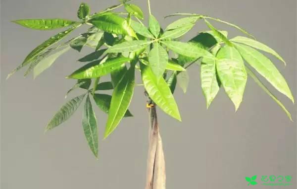 最适合在客厅摆放的10种大型植物，不仅美观而且好养 …一、也门铁二、平安树三、鸭脚木四、散尾葵五、龙血树六、螺纹铁七、龟背竹八、发财树九、虎皮兰十、琴叶榕