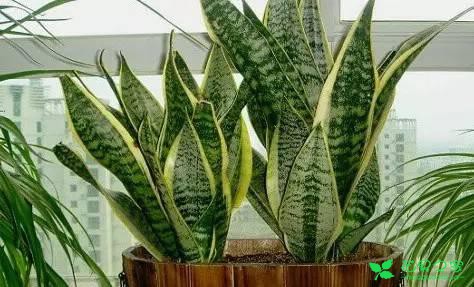 最适合在客厅摆放的10种大型植物，不仅美观而且好养 …一、也门铁二、平安树三、鸭脚木四、散尾葵五、龙血树六、螺纹铁七、龟背竹八、发财树九、虎皮兰十、琴叶榕