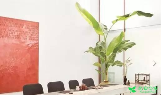 最适合在客厅摆放的10种大型植物，不仅美观而且好养 …一、也门铁二、平安树三、鸭脚木四、散尾葵五、龙血树六、螺纹铁七、龟背竹八、发财树九、虎皮兰十、琴叶榕