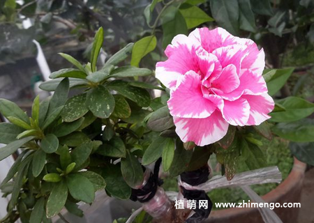 杜鹃花嫁接技术方法图解