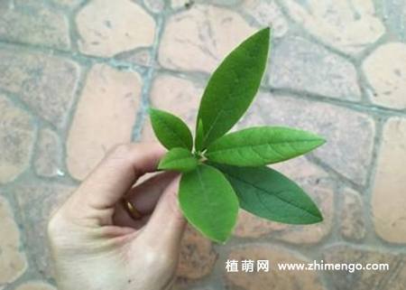 杜鹃花嫁接技术方法图解