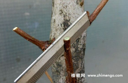 杜鹃花嫁接技术方法图解