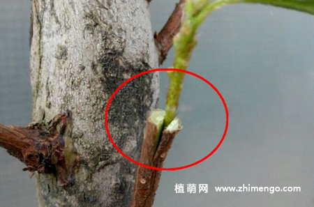杜鹃花嫁接技术方法图解