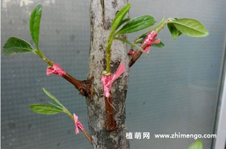 杜鹃花嫁接技术方法图解
