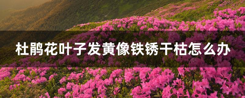 杜鹃花叶子发黄像铁锈干枯怎么办