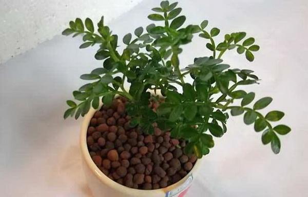 最详细的清香木养殖方法与注意事项汇总