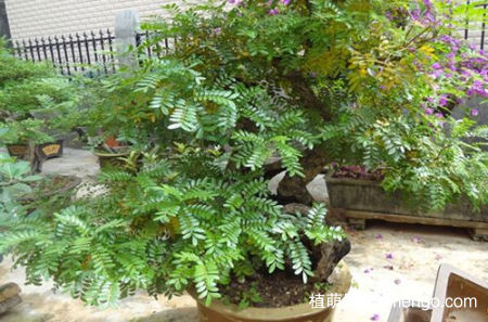 清香木叶子下垂的原因是什么，清香木叶子发黄掉叶子怎么办