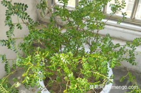 清香木叶子下垂的原因是什么，清香木叶子发黄掉叶子怎么办