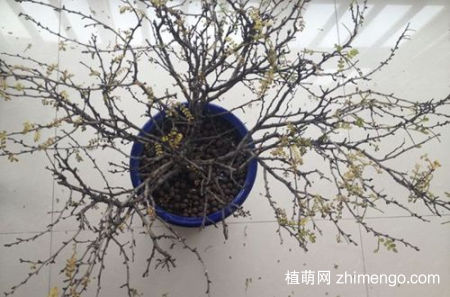清香木叶子下垂的原因是什么，清香木叶子发黄掉叶子怎么办