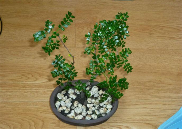 家里种清香木不吉利 清香木的风水及寓意 清香木适合在室内养吗