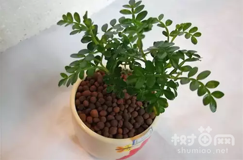 清香木用什么土养好