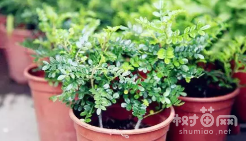 清香木用什么土养好
