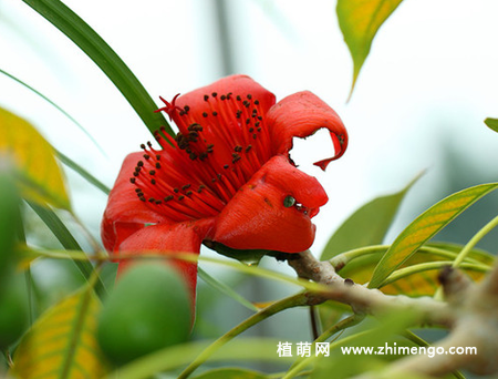 木棉花怎么繁殖，要掌握这3种繁殖方法