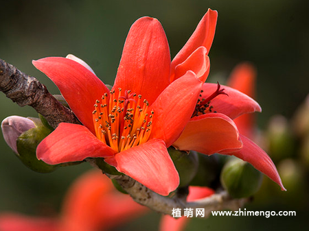 木棉花怎么繁殖，要掌握这3种繁殖方法