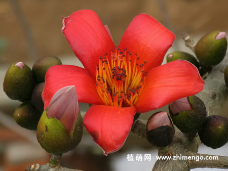 木棉花怎么繁殖，要掌握这3种繁殖方法
