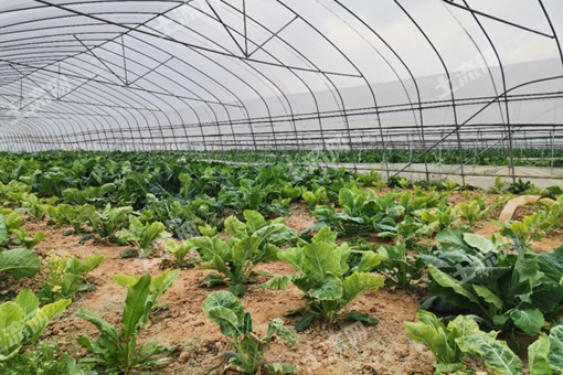 迁飞性害虫小菜蛾的发生规律、为害特点与防治技术