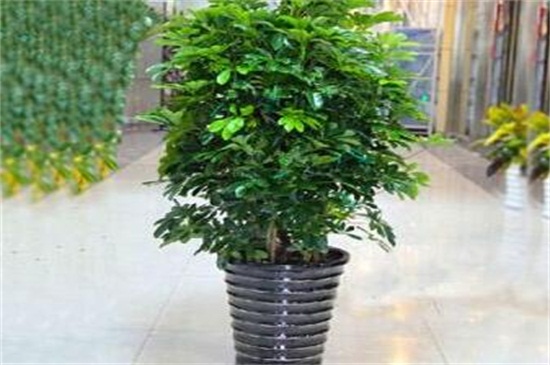 鸭脚木用深盆养殖好