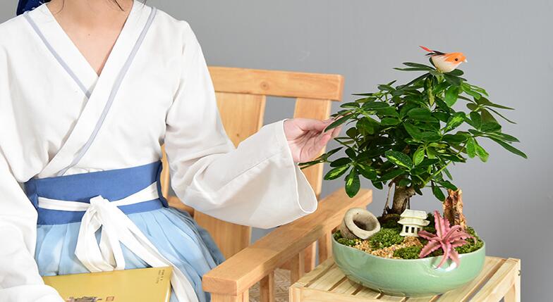 养殖鸭脚木用什么盆比较好？