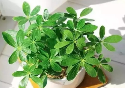 鸭脚木介壳虫怎么根除