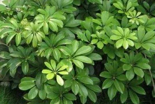 鸭脚木花语是什么，鸭脚木会开花吗/会开花/花期11月