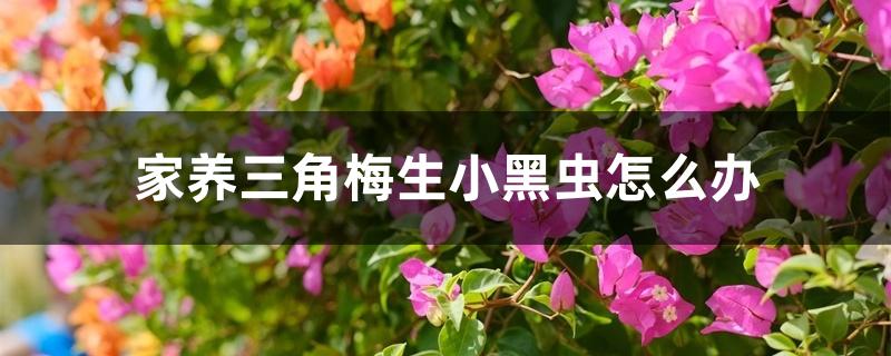 家养三角梅生小黑虫怎么办，常见的病虫害及防治