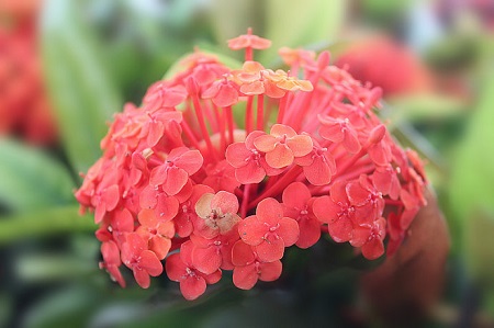 仙丹花的病害防治