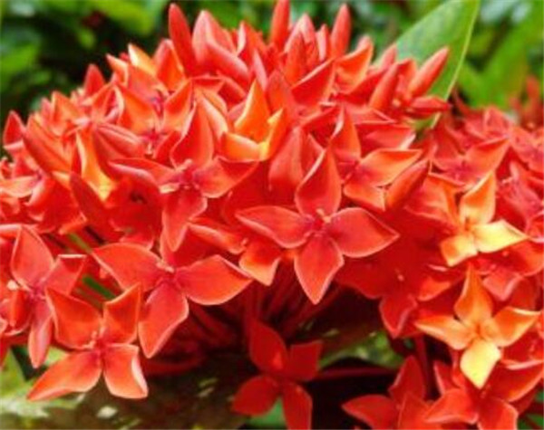 仙丹花一年开几次花 仙丹花冬季怎么养