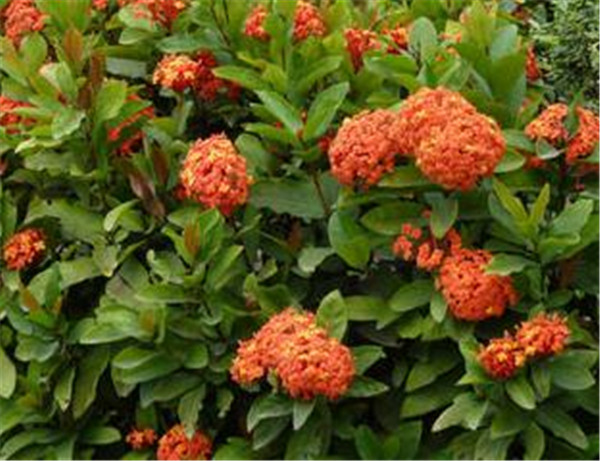 仙丹花一年开几次花 仙丹花冬季怎么养