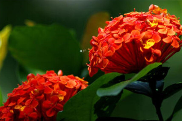仙丹花一年开几次花 仙丹花冬季怎么养