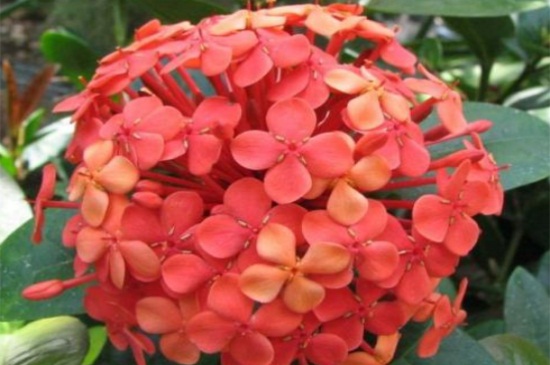 仙丹花的3大作用