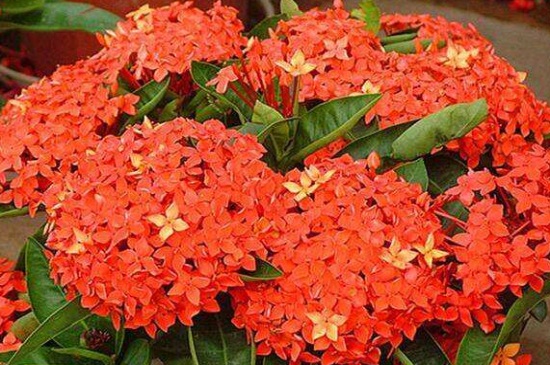 仙丹花的3大作用