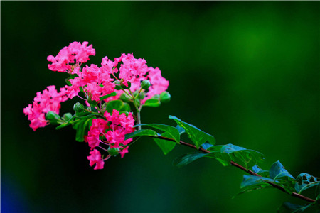 紫薇花的常见虫害及防治方法