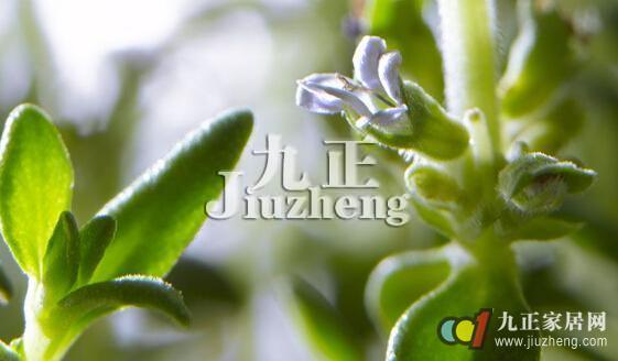 百里香的形态特征与习性 百里香怎样栽培与繁殖