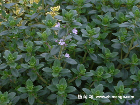 百里香怎么繁殖，3种繁殖方法