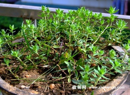 百里香怎么繁殖，3种繁殖方法