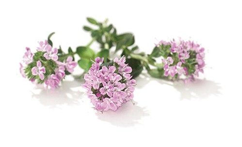 百里香的花语与传说