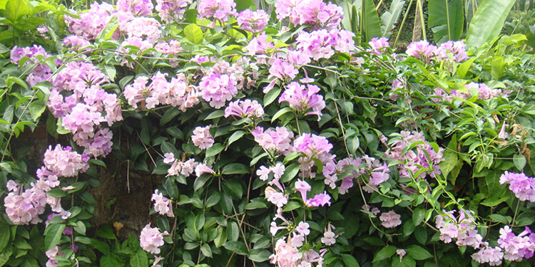 阳台种蒜香藤好吗 蒜香藤种植要点