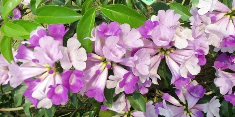 阳台种蒜香藤好吗 蒜香藤种植要点