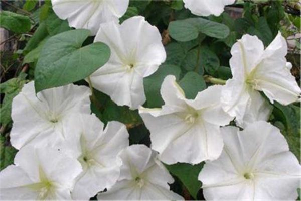 月光花的养殖方法,月光花怎么养