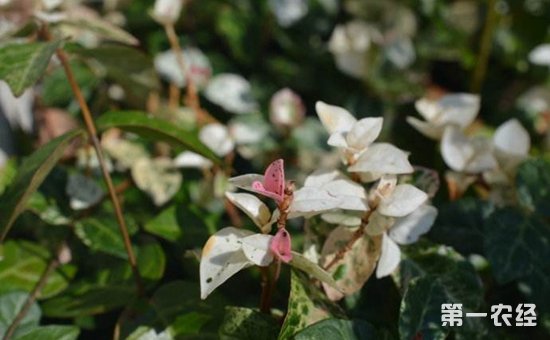 花叶络石叶子怎么总是绿的？花叶络石叶片怎样变红？