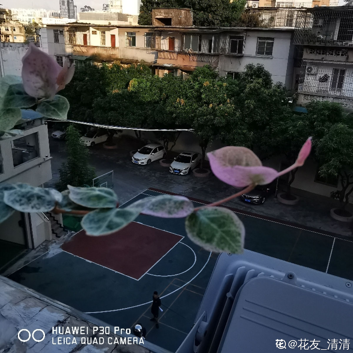 花叶络石掉叶子的原因