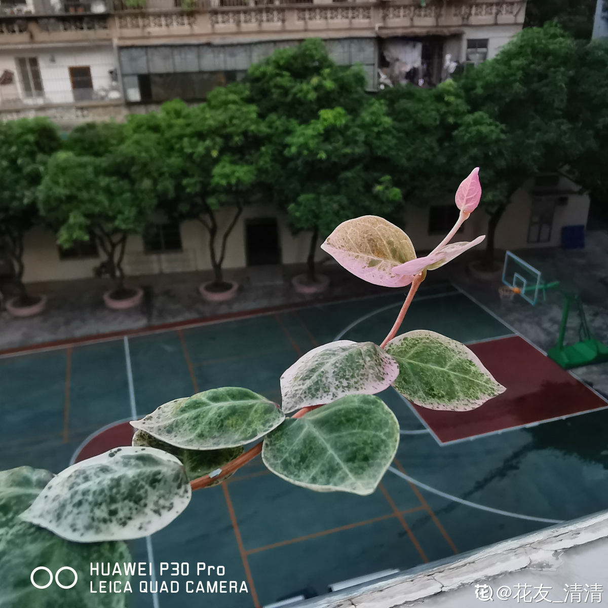花叶络石掉叶子的原因