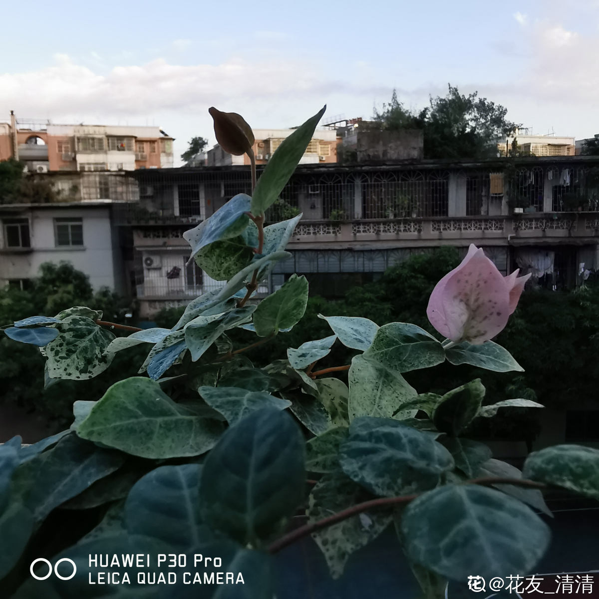 花叶络石掉叶子的原因